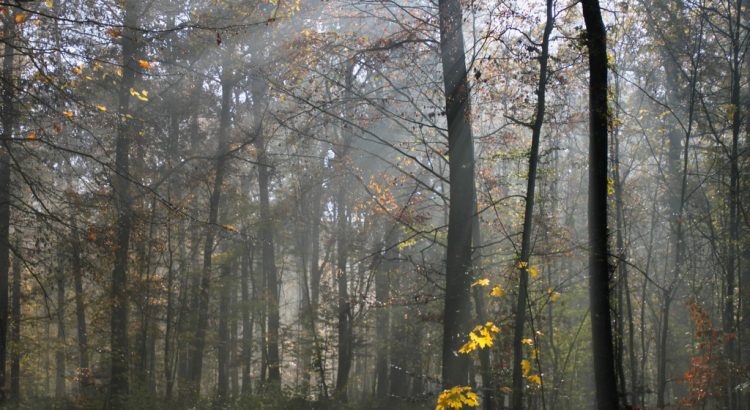 Herbstgoi - Eine herbstliche Brunnenwanderung im Zabergäu (Goi)