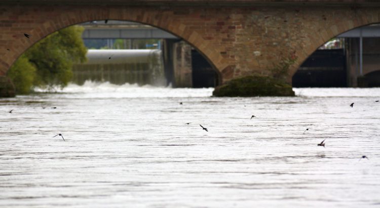 Rauchschwalben über dem Neckar bei Lauffen am Neckar – wie kleine Drachen