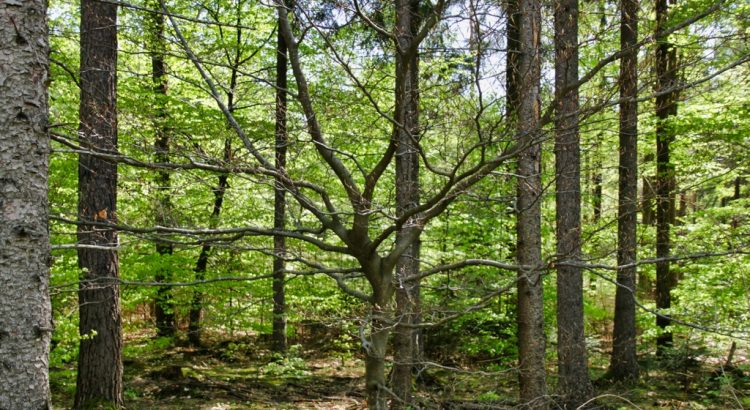 Vom Kloster Gnadental zum Kreuzstein – eine kleine Wanderung am 1. Mai 2019