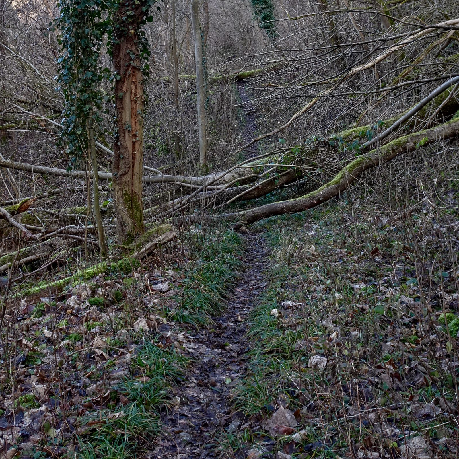 Naturschutzgebiet „Alte Neckarschlinge“ bei Lauffen am Neckar