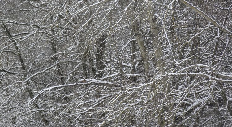 Winterliche Stimmung am Bleichsee bei Löwenstein - mit Schnee vollgepulverte Bäume