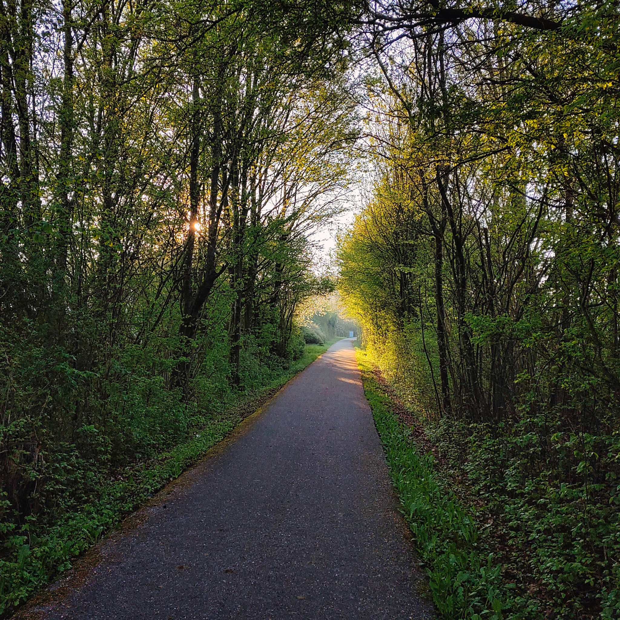 Fahrradweg durch einen Laubtunnel