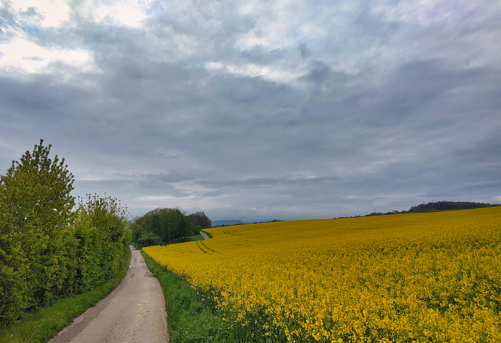 Morgens – mit dem Rad – auf dem Werg zur Arbeit – Wolken und Rapsfelder