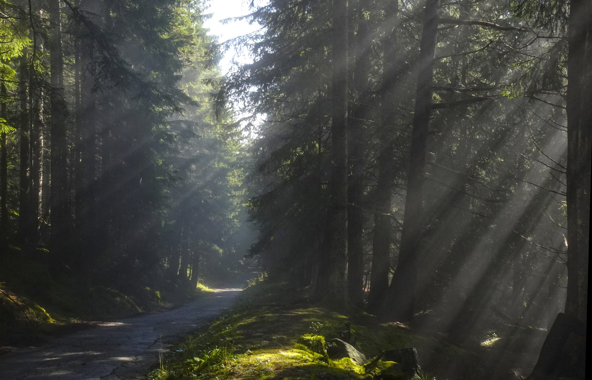 Weg zur Villanderer Alm in leichtem Nebel