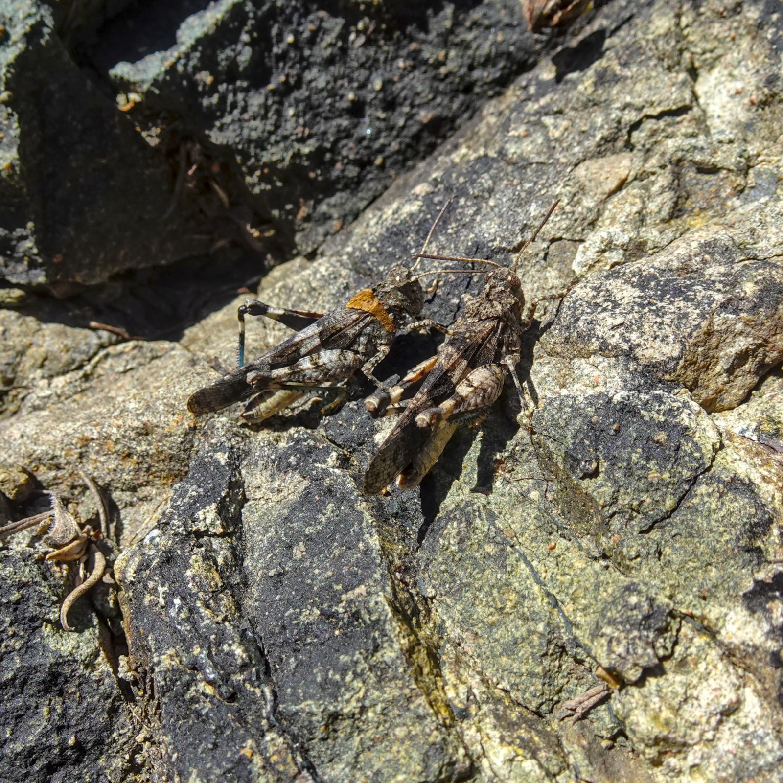Heuschrecken auf einem Felsen