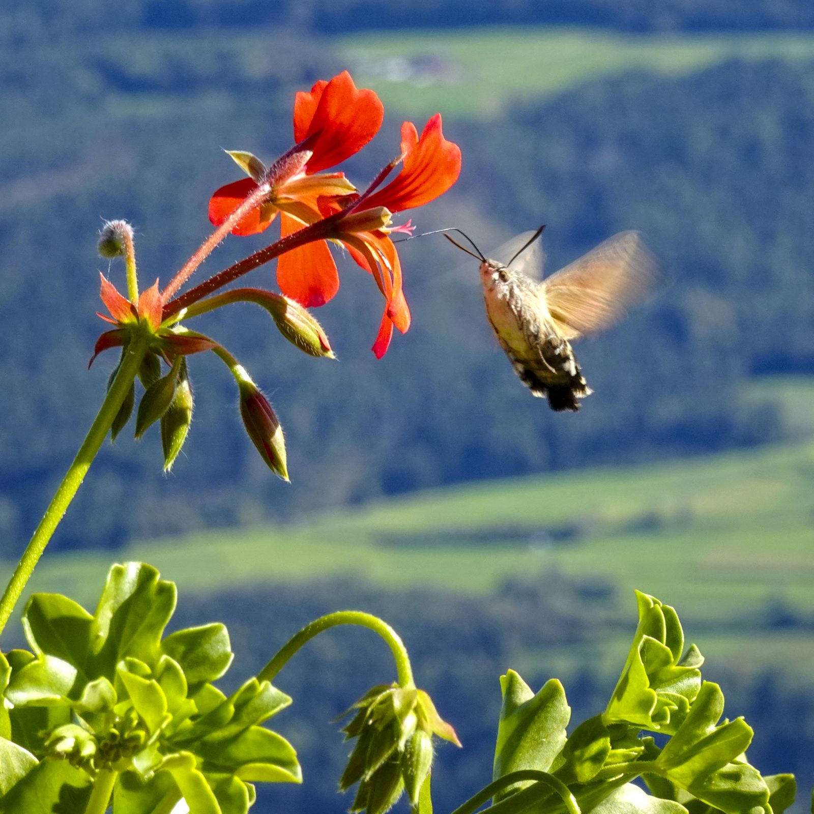 Taubenschwänzchen an Geranien