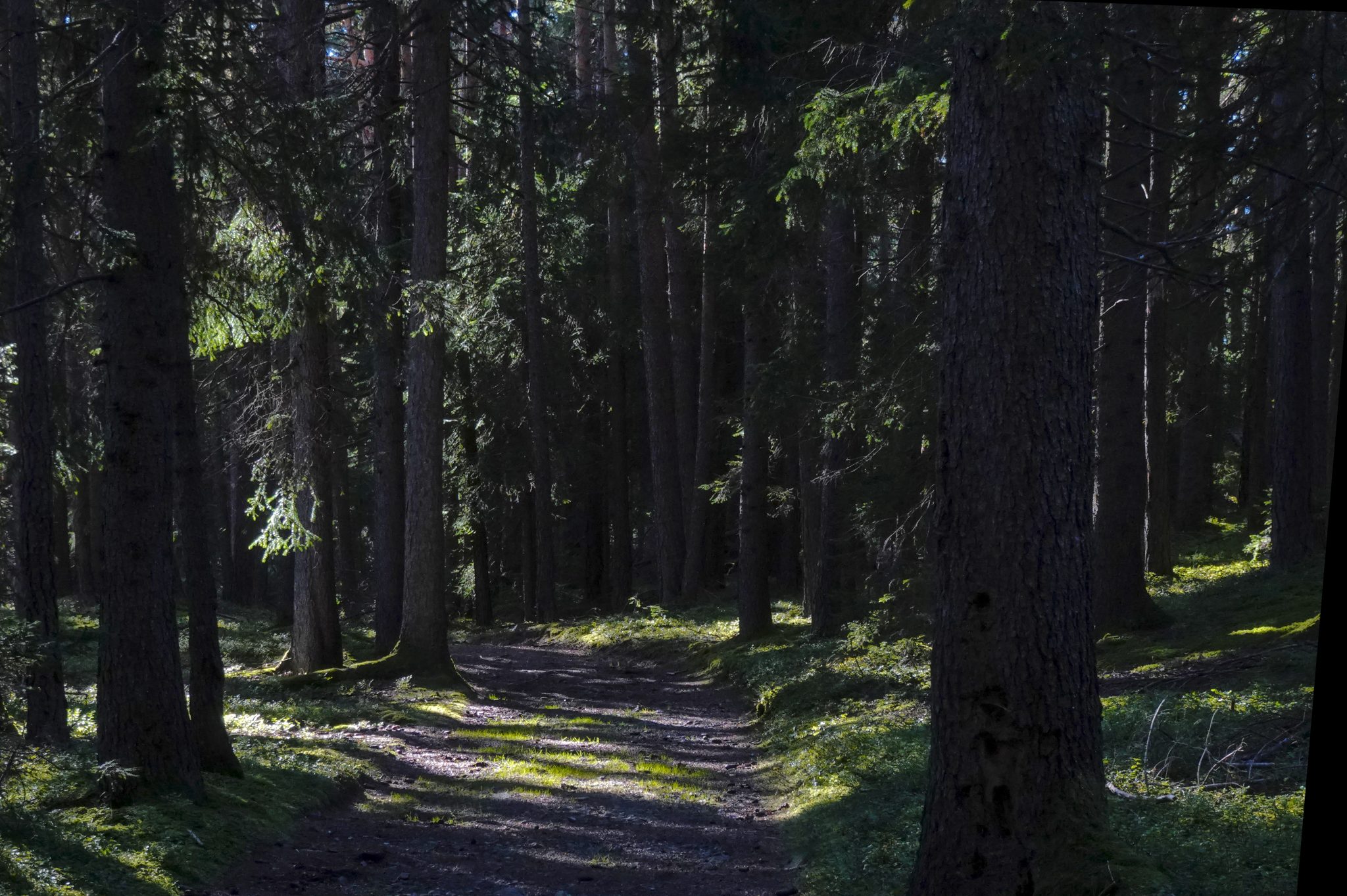 Düsterer Waldweg