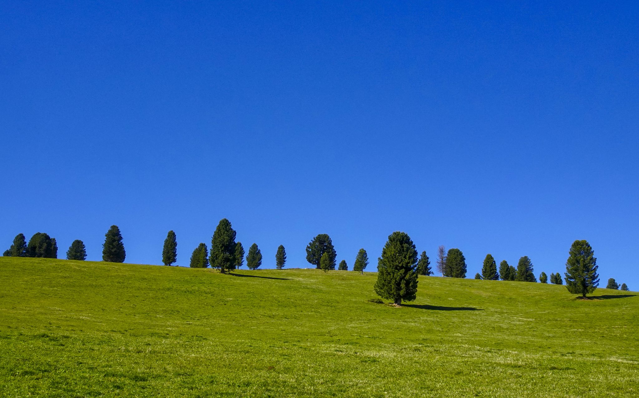 Baumgruppe auf Bergkamm