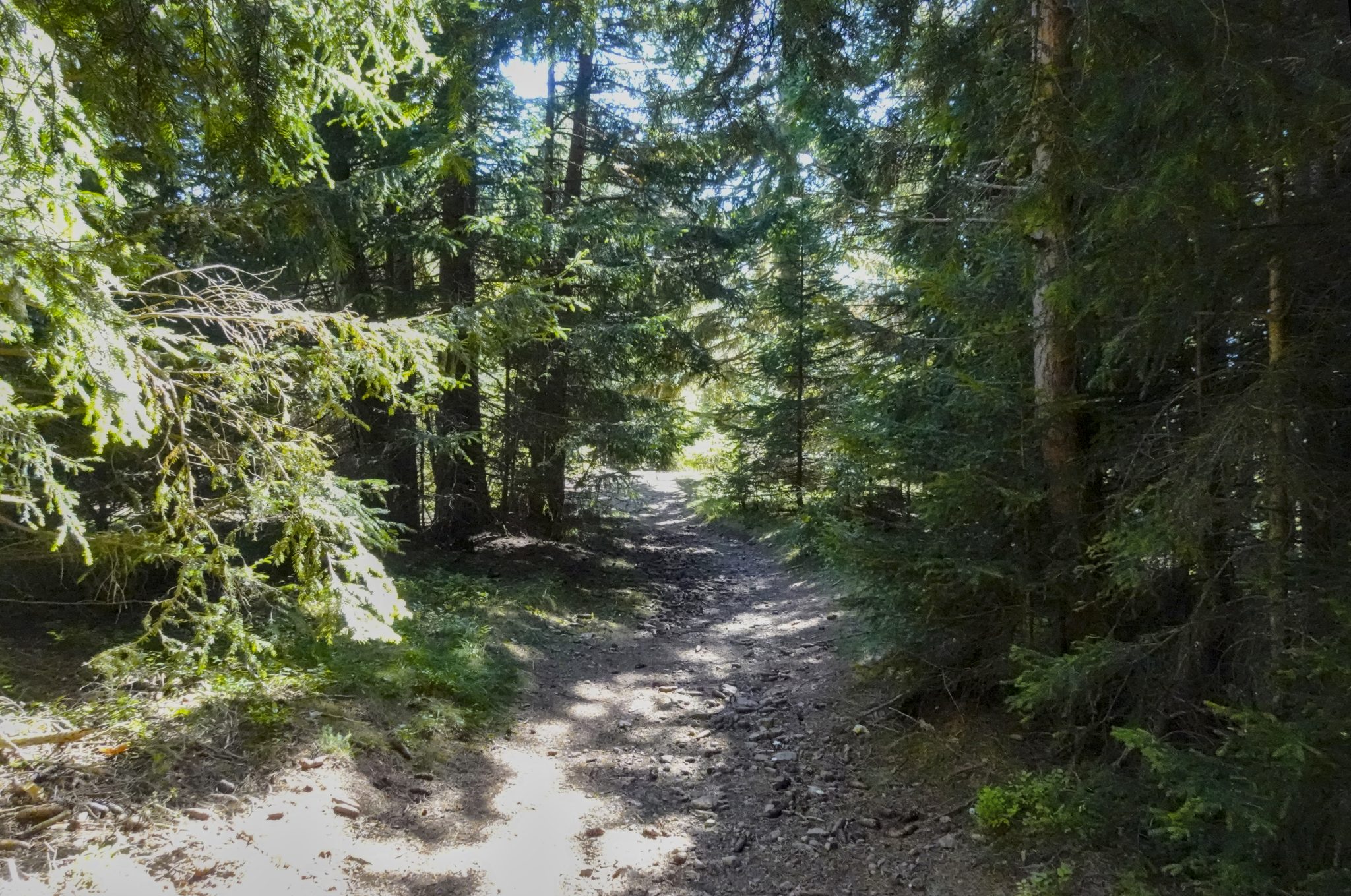 Steiniger Waldweg am Rittner Horn