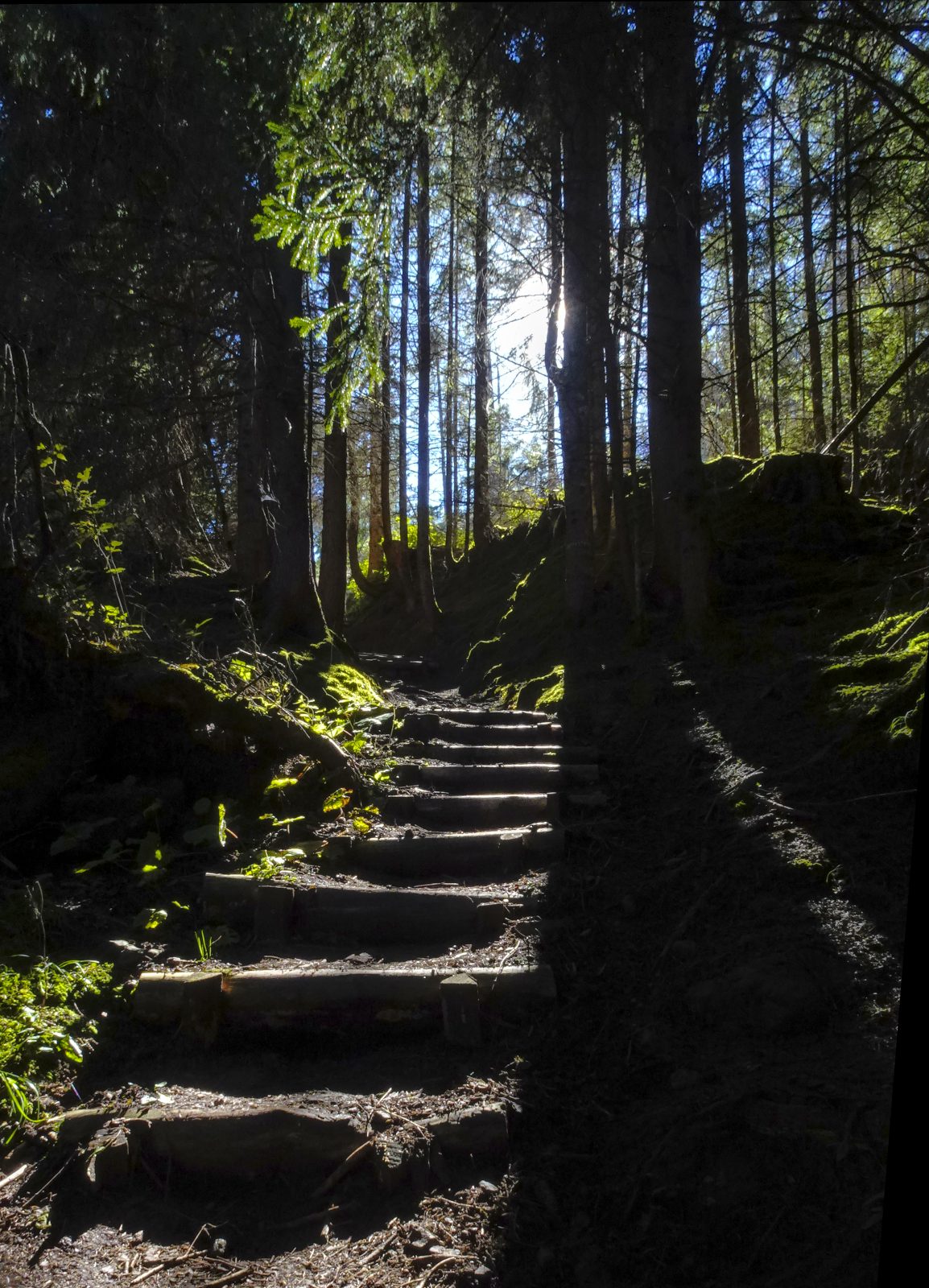 Treppe abwärts, mitten im Wald