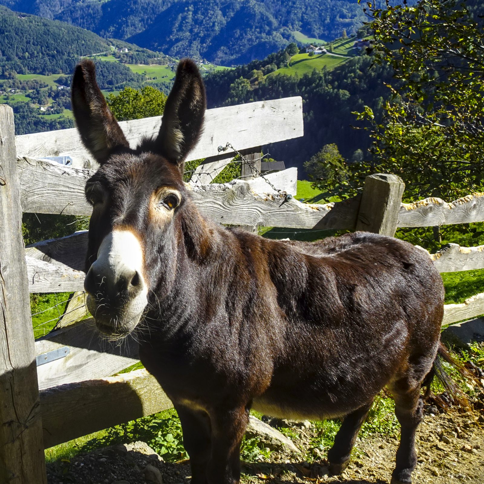 Nettes Eselchen