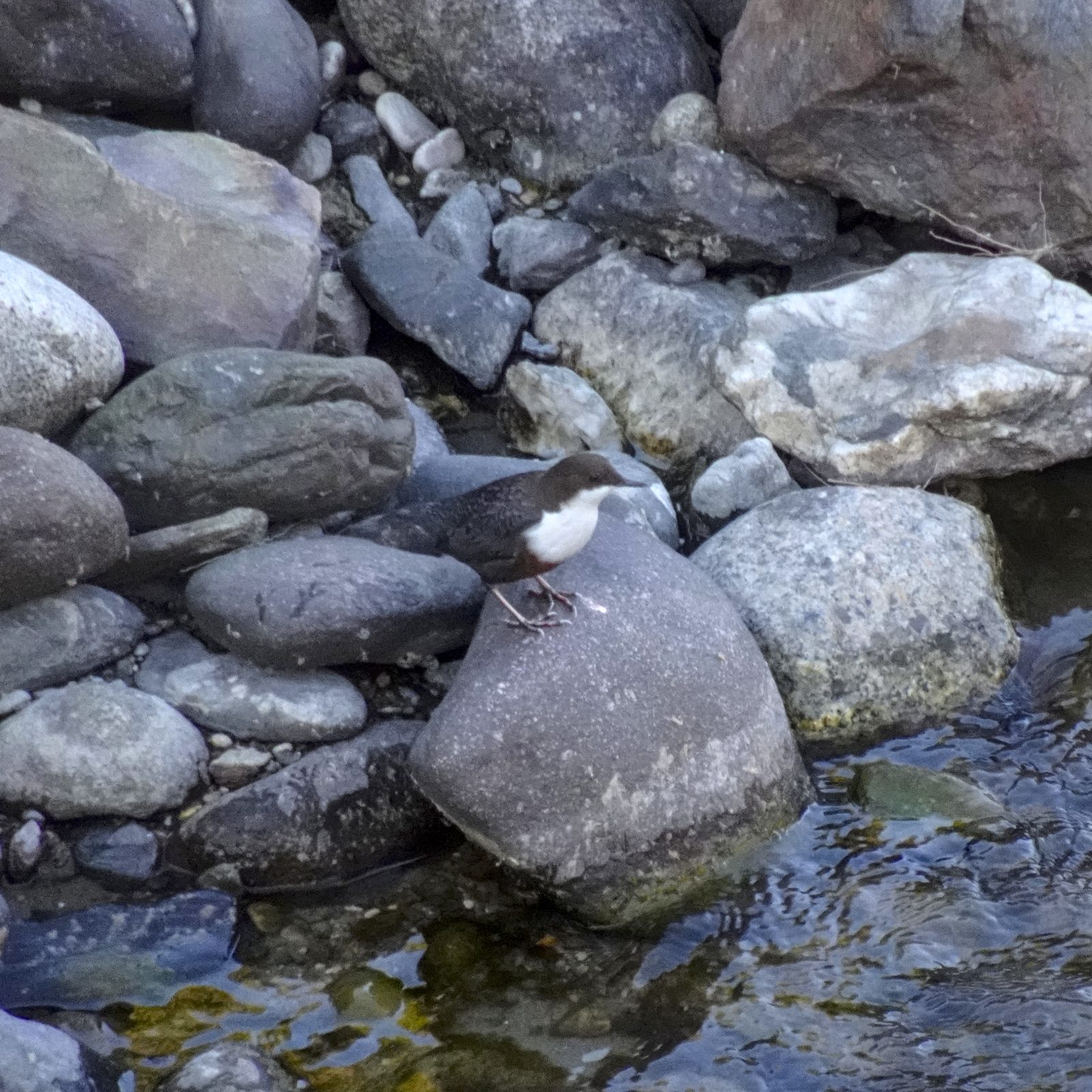 Wasseramsel am Fluss Eisack