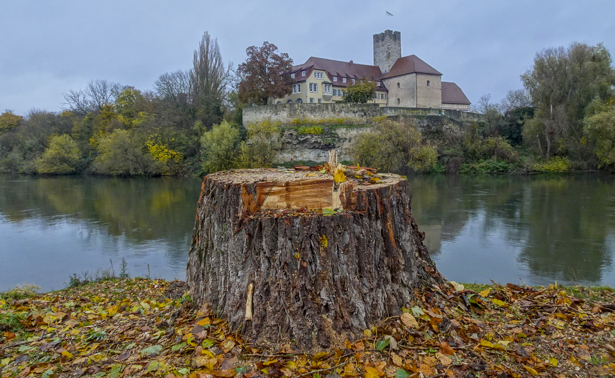Die gefällten Pappeln am Neckarufer bei Lauffen am Neckar. Im Hintergrund ist die Burg zu sehen.