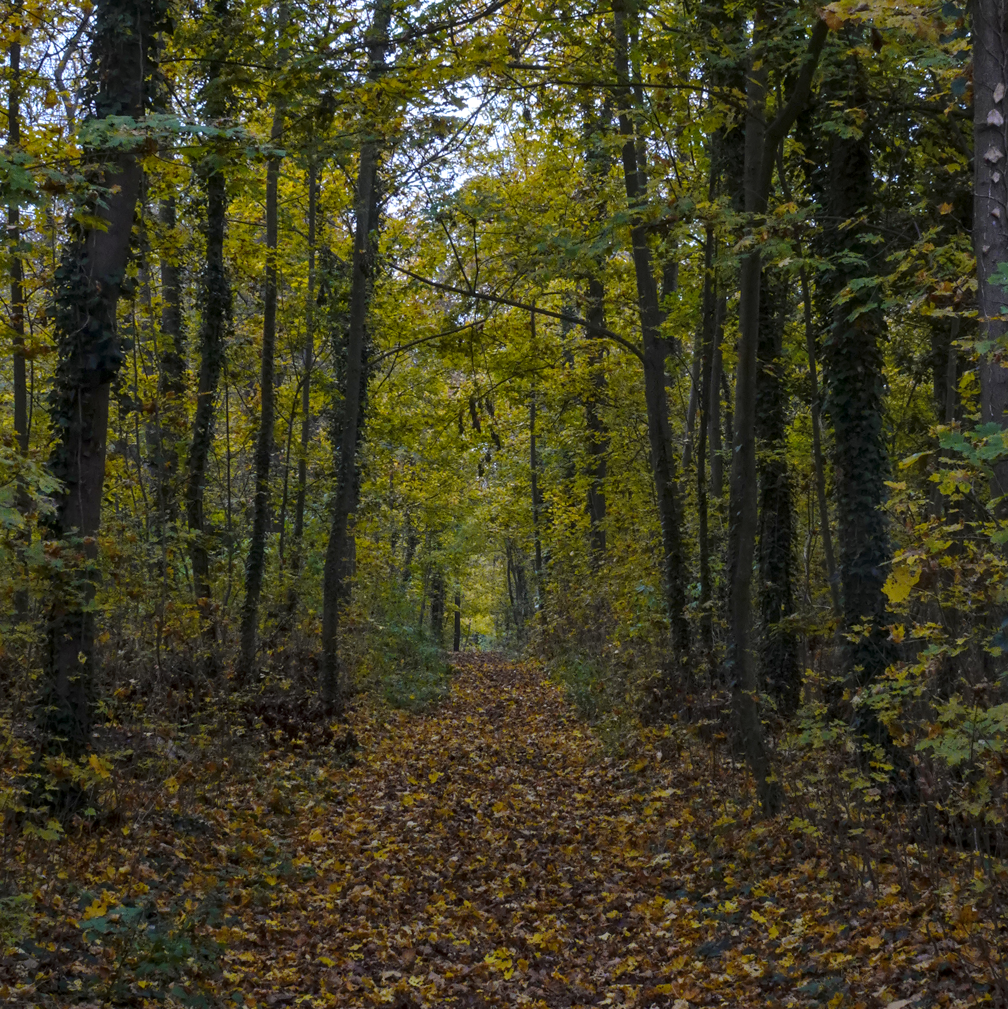 Herbstlicher Waldweg im Forchenwald bei Lauffen am Neckar.