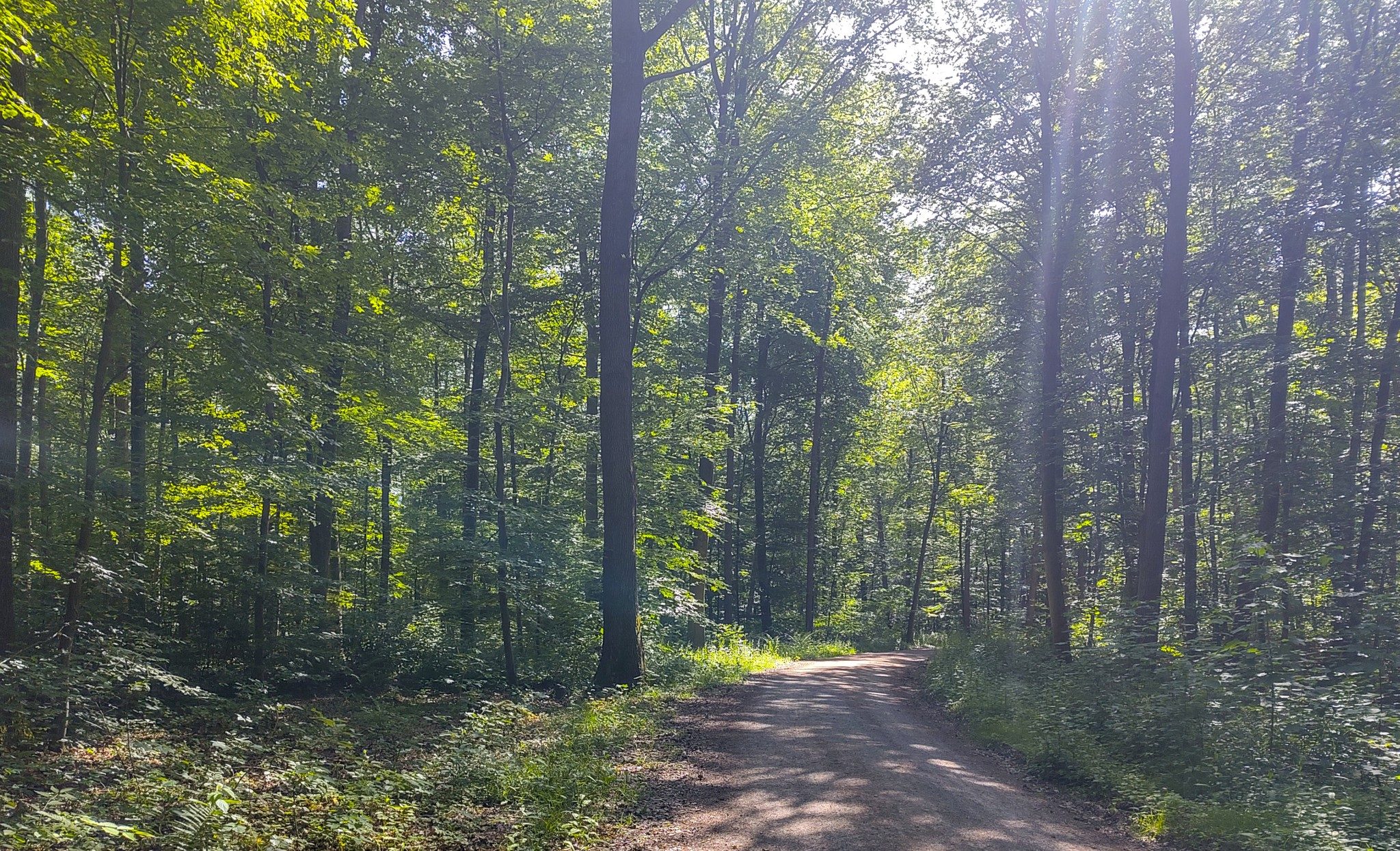 Wander- und Fahrradweg durch den Wald.