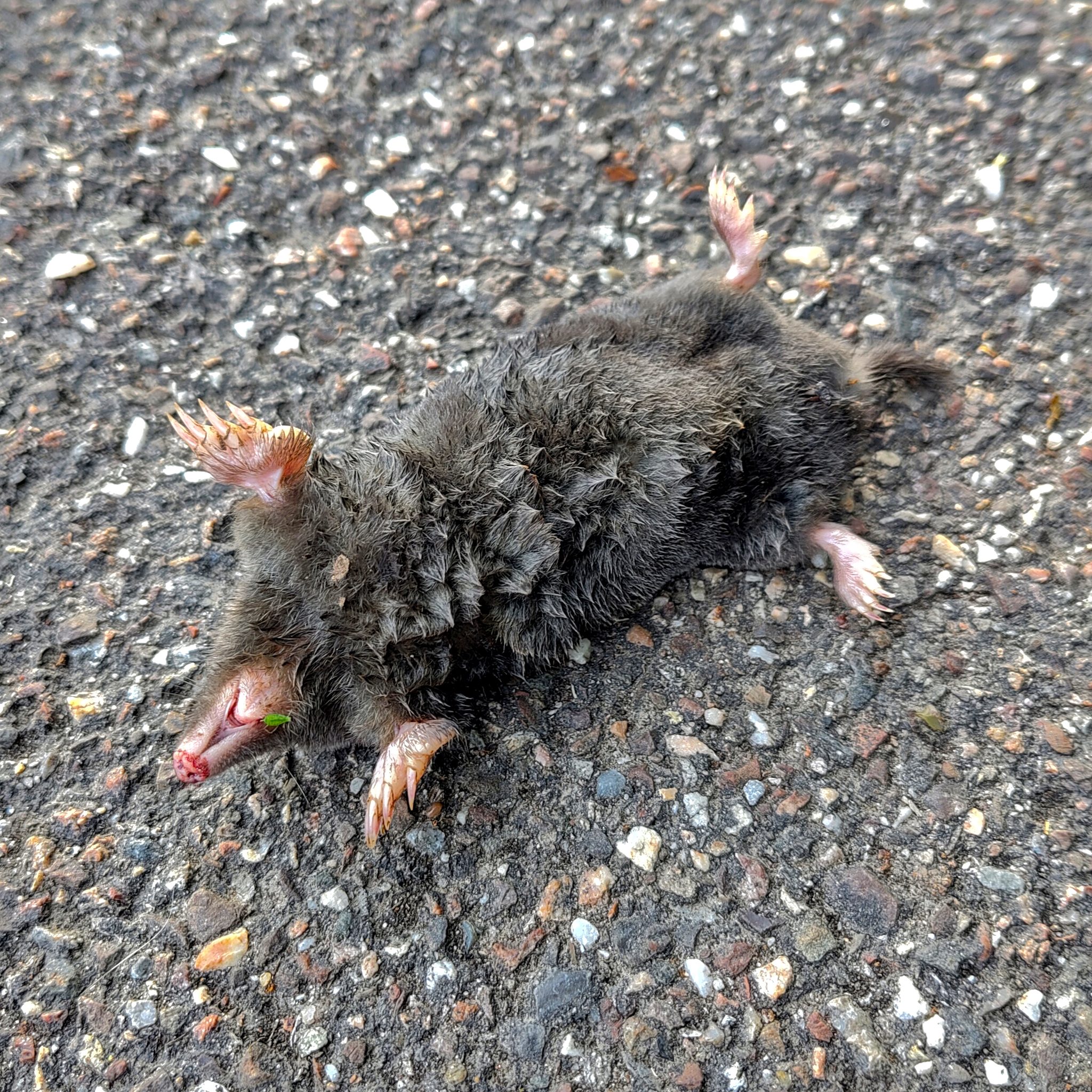 Toter Maulwurf auf dem Fahrradweg.