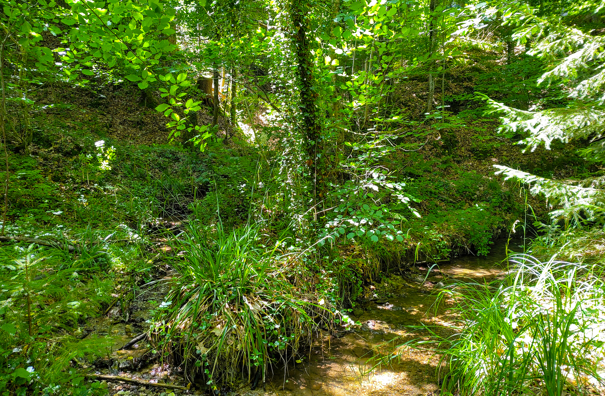Der Senzenbach schlängel sich durch dichten Wald. Direkt neben der Straße.