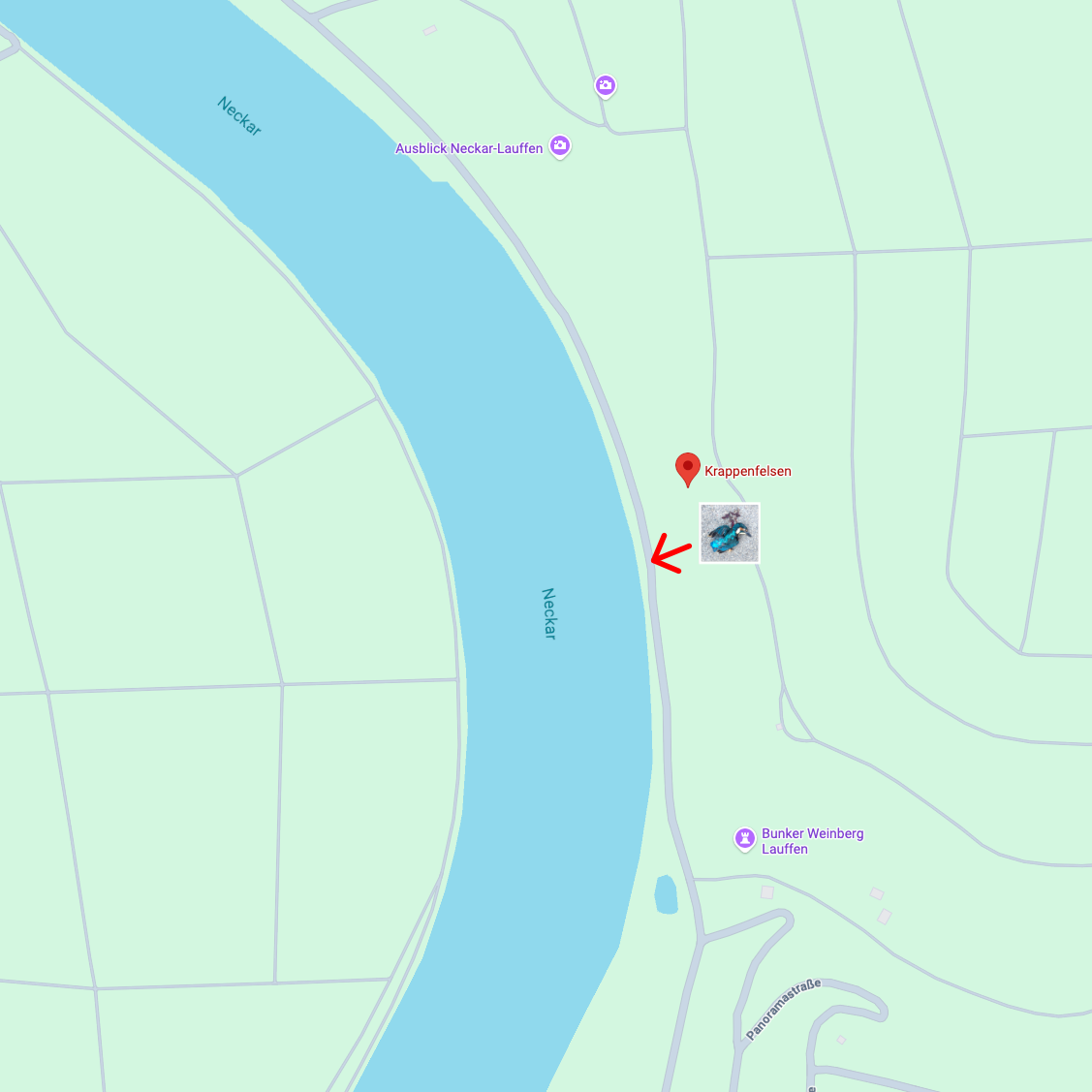 Fundort des toten Eisvogels. Unterhalb des Krappenfelsens bei Lauffen am Neckar.