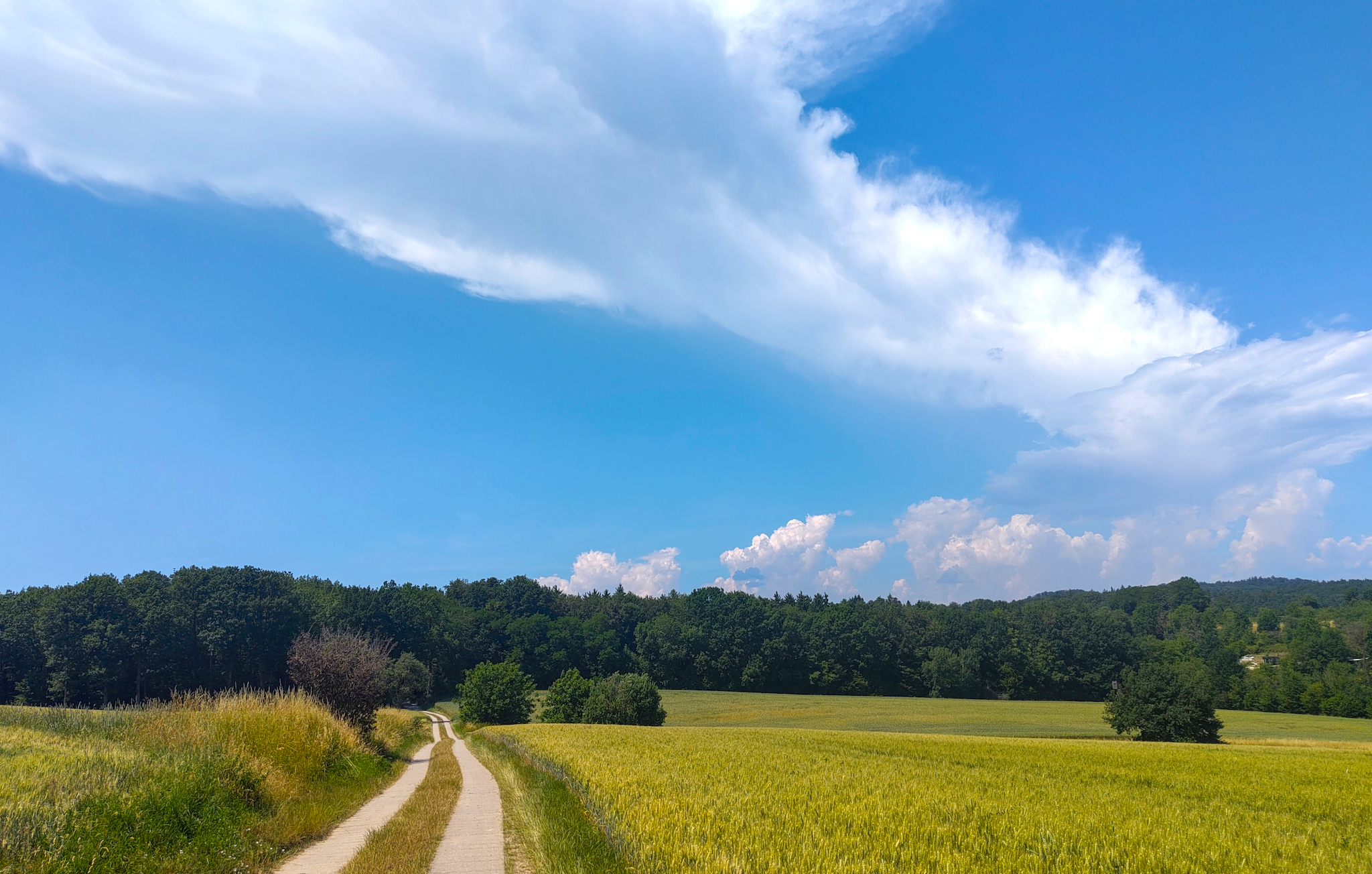 Der Wald zwischen Unterheinriet und Obergruppenbach.