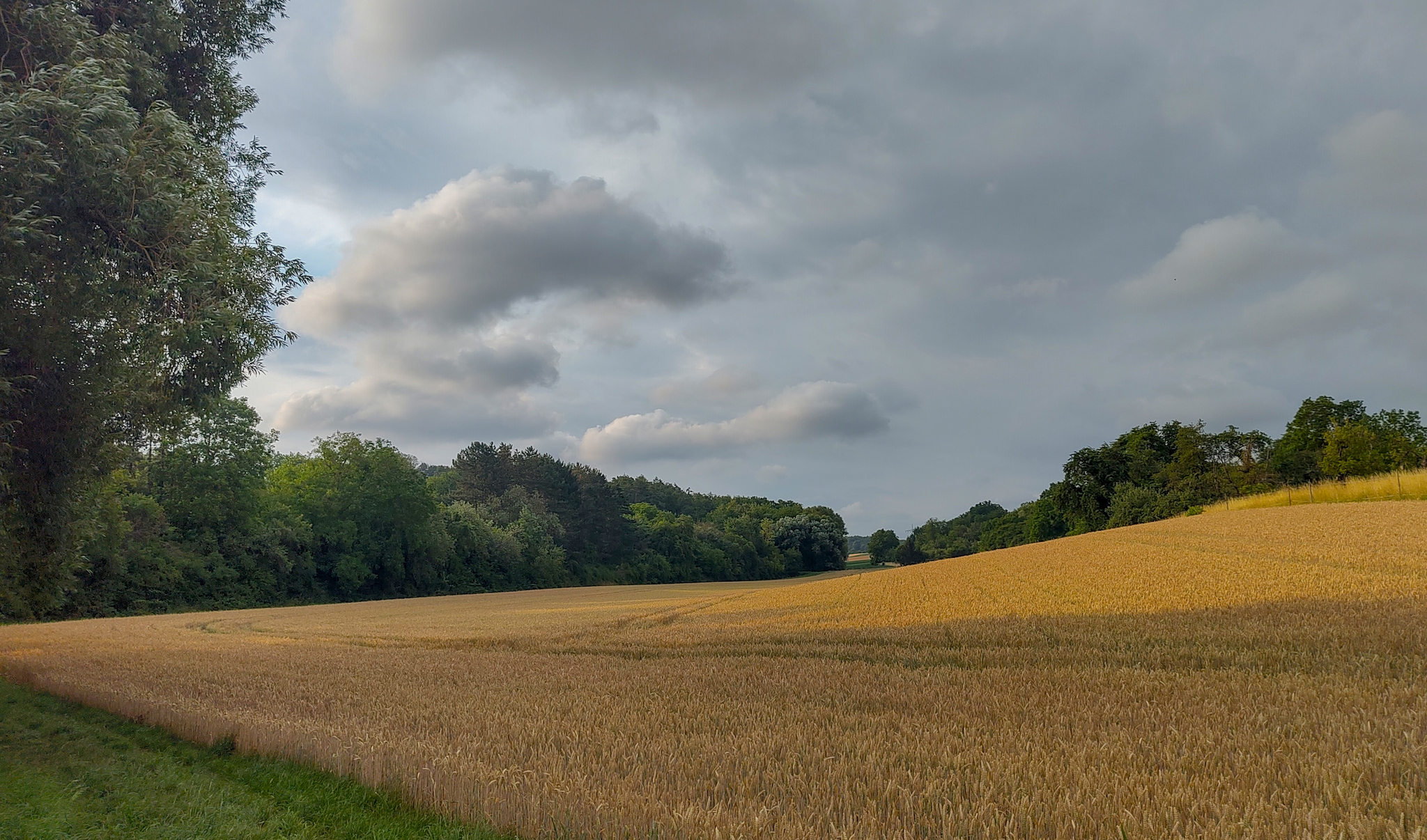 Blick über die Felder zwischen Neckarwestheim und Leuchtmannshof