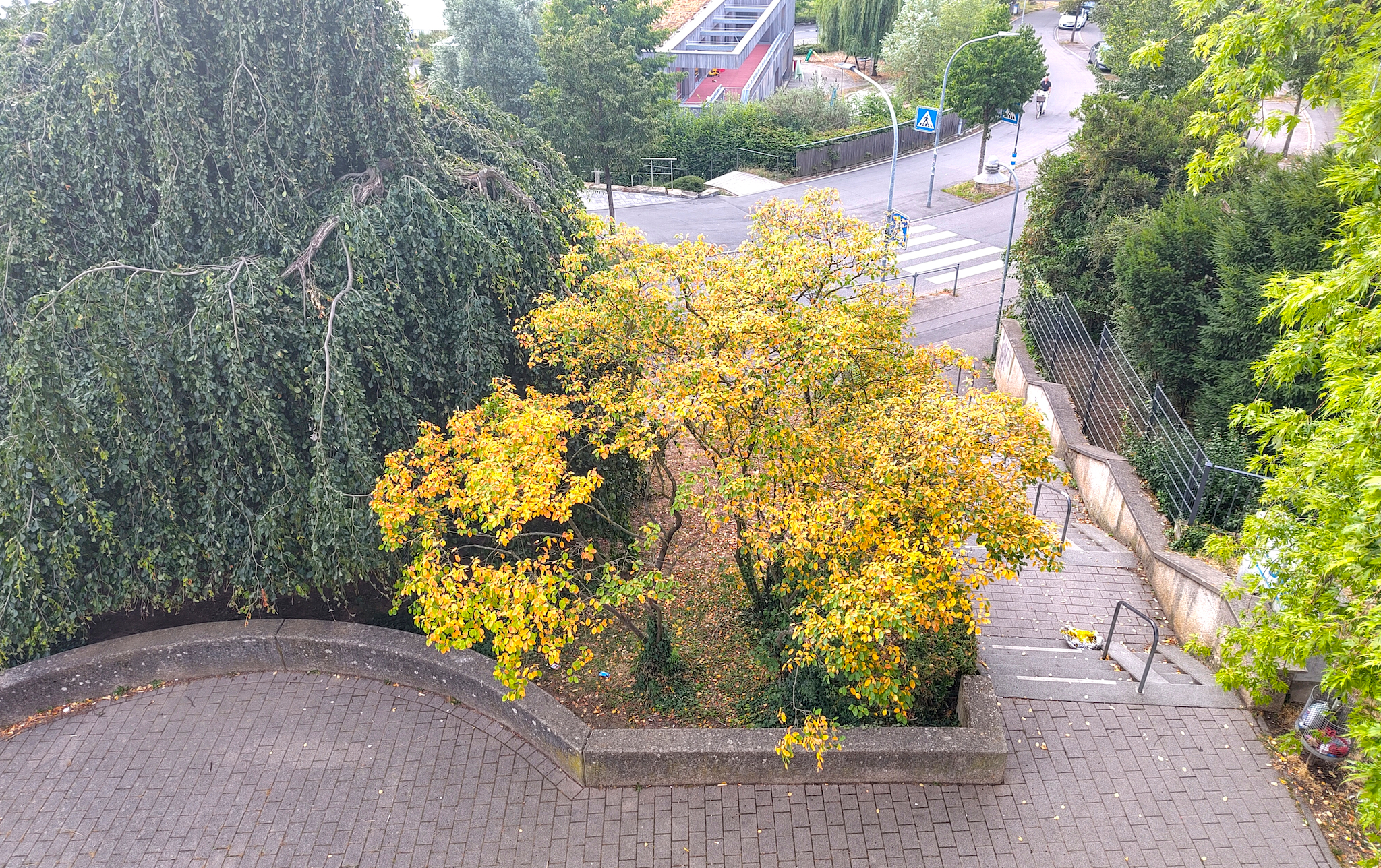 Der Busch vor dem Haus hat sich Anfang Juli schon stark verfärbt.