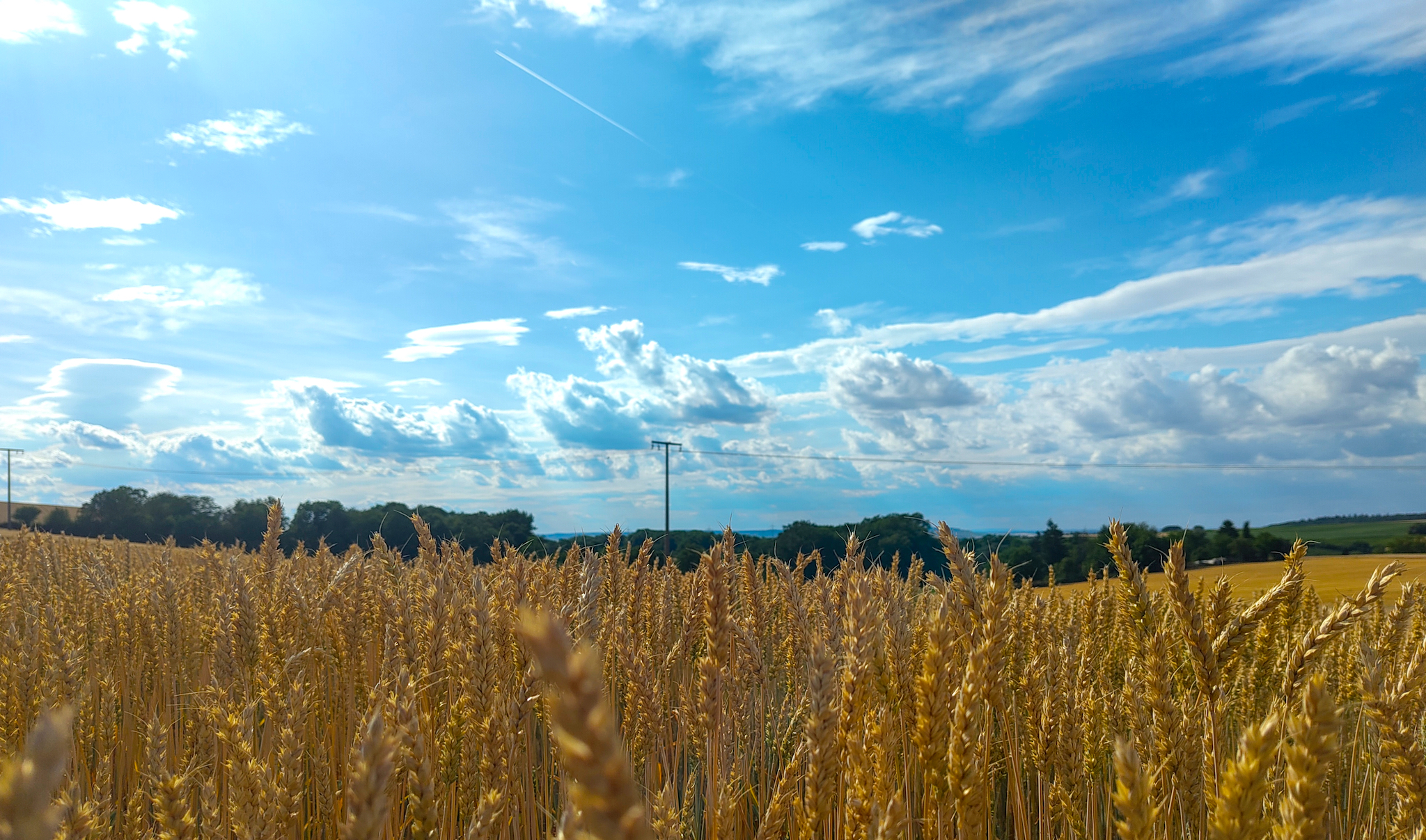 Der Weizen auf dem Dietersberg bei Ilsfeld ist bereit. Er kann geerntet werden.