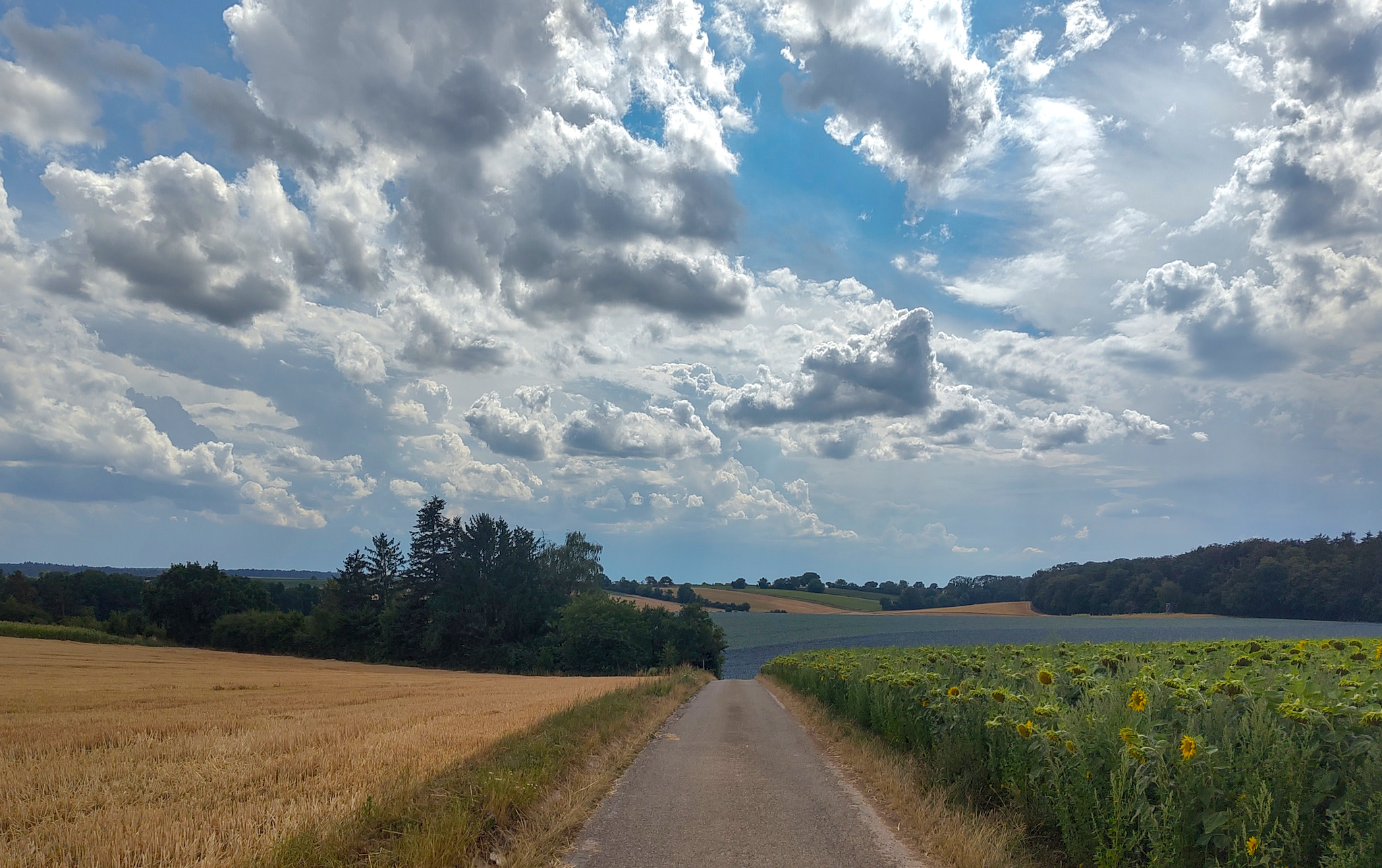 Auf den Wegen in den Feldern zwischen Ilsfeld, Talheim und Untergruppenbach. Diese Landschaftsaufnahme zeigt ein Sonnenblumenfeld neben einer asphaltierten Straße. Die Szene ist typisch für ländliche Gegenden in Baden-Württemberg im Sommer.Das Foto fängt einen dramatischen Himmel mit Wolkenformationen über den Feldern ein.