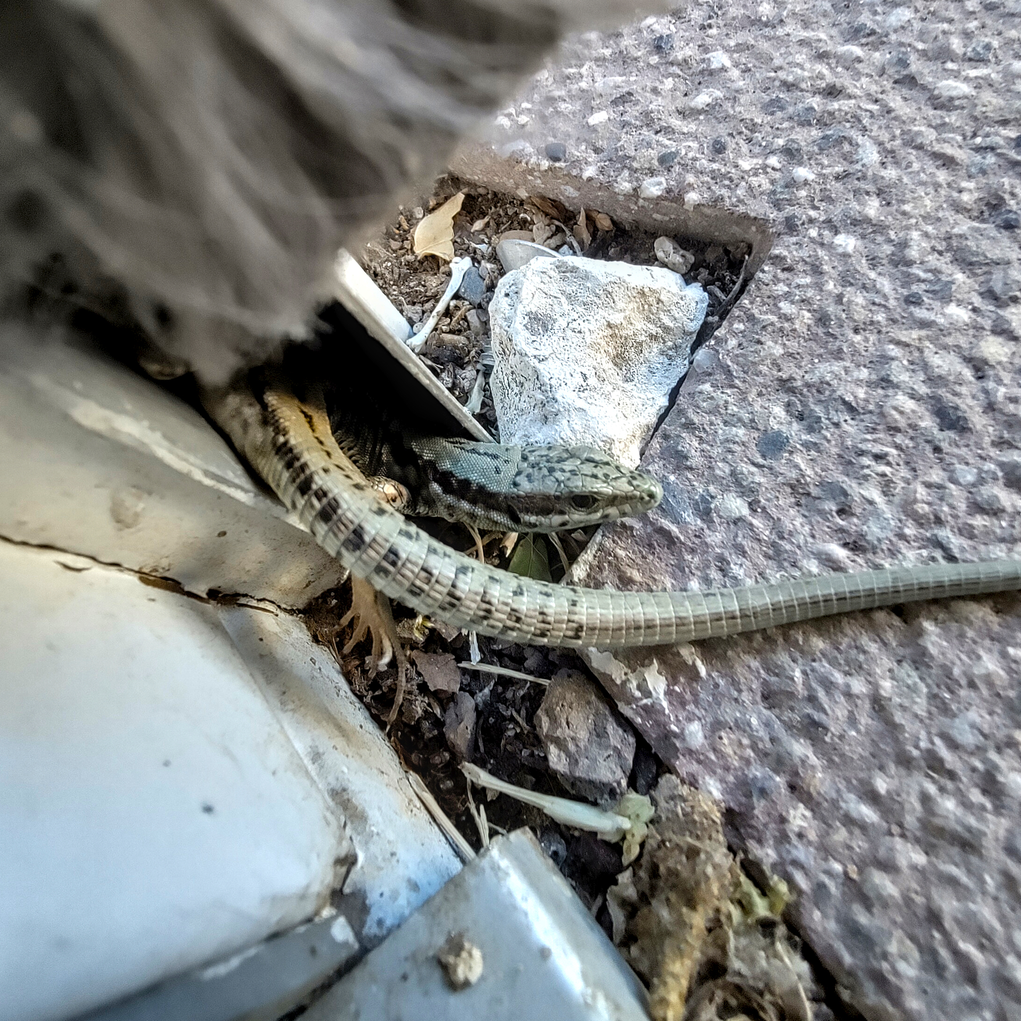 Zwei Mauereidechsen quetschen sich in den Rolladenführungsschiene einer Veranda-Tür.