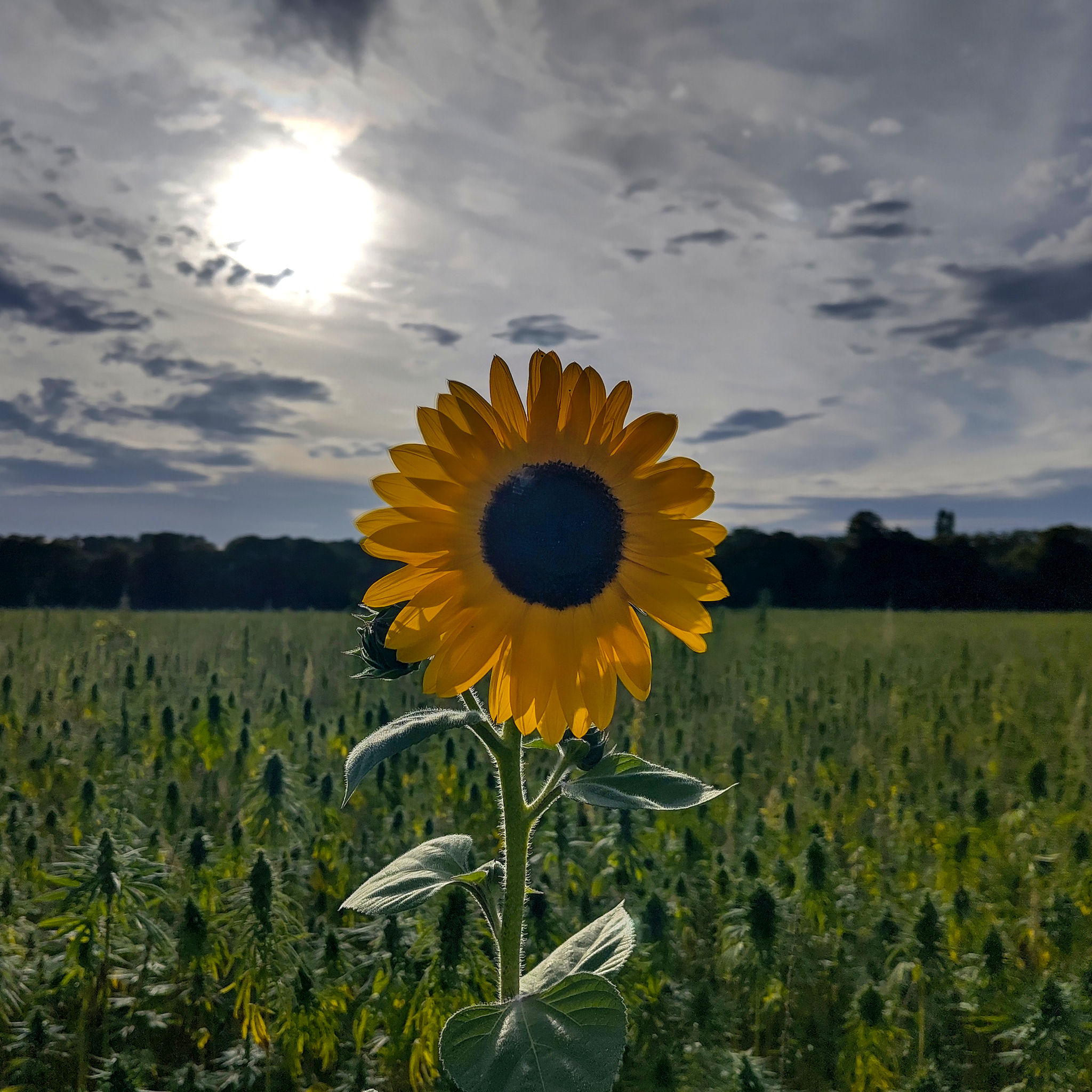 Eine leuchtende Sonnenblume inmitten eines Hanffeldes (Nutzhanf).