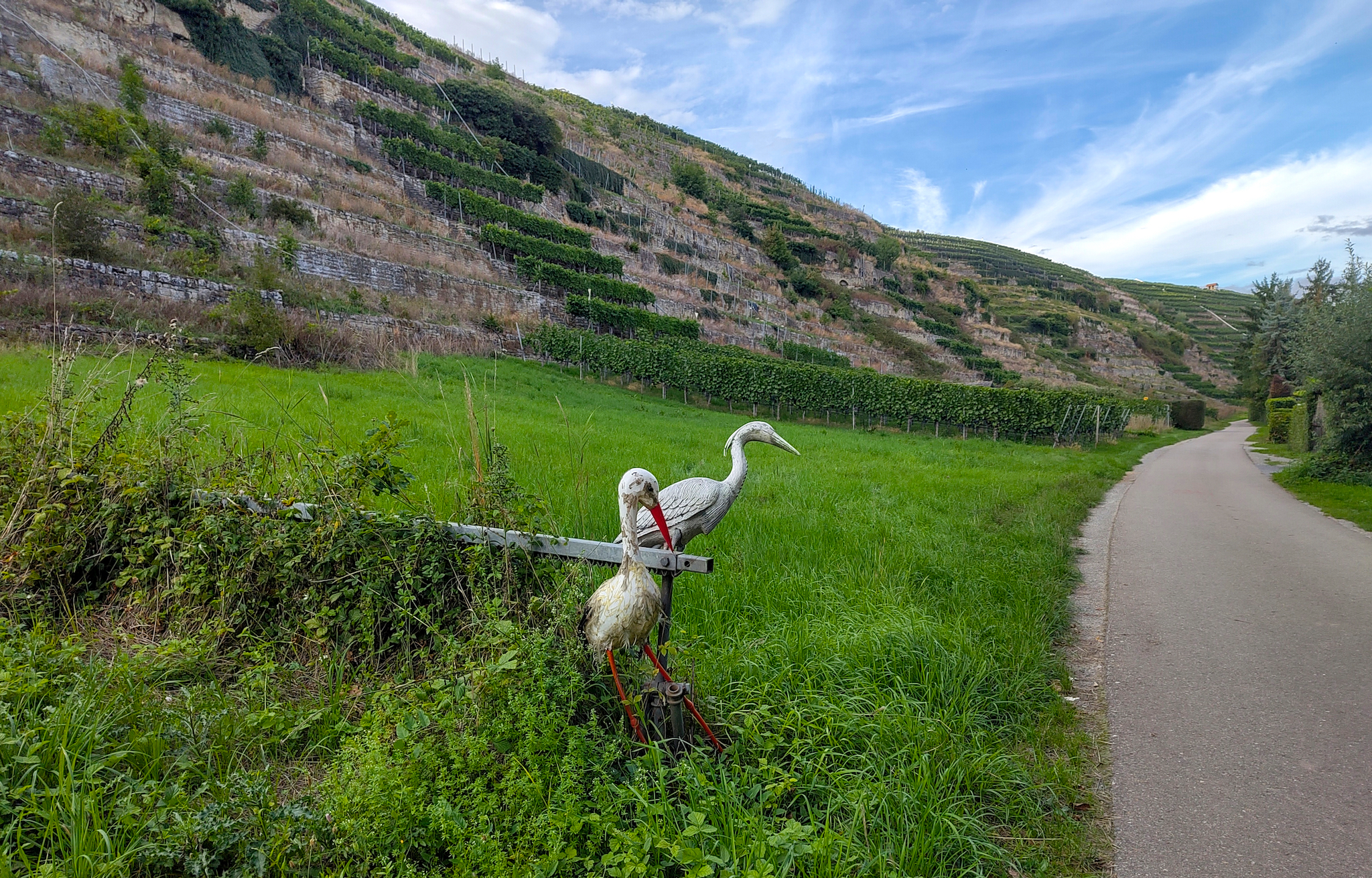 Eine ländliche Wegszene bei Lauffen am Neckar. Mit terrassierten Steillagen-Weinbergen im Hintergrund. Im Vordergrund zwei dekorative, wettergegerbte Vögel. Ein Storch und ein Graureiher.
