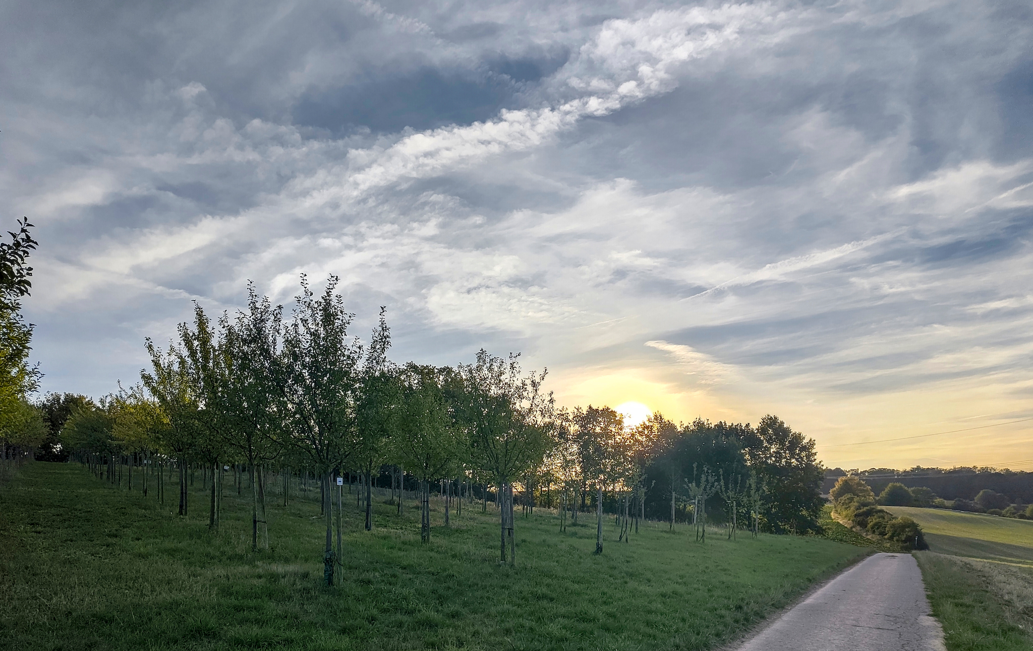 Eine Streuobstwiese im Morgenlicht. Am Dietersberg zwischen Neckarwestheim und Ilsfeld.