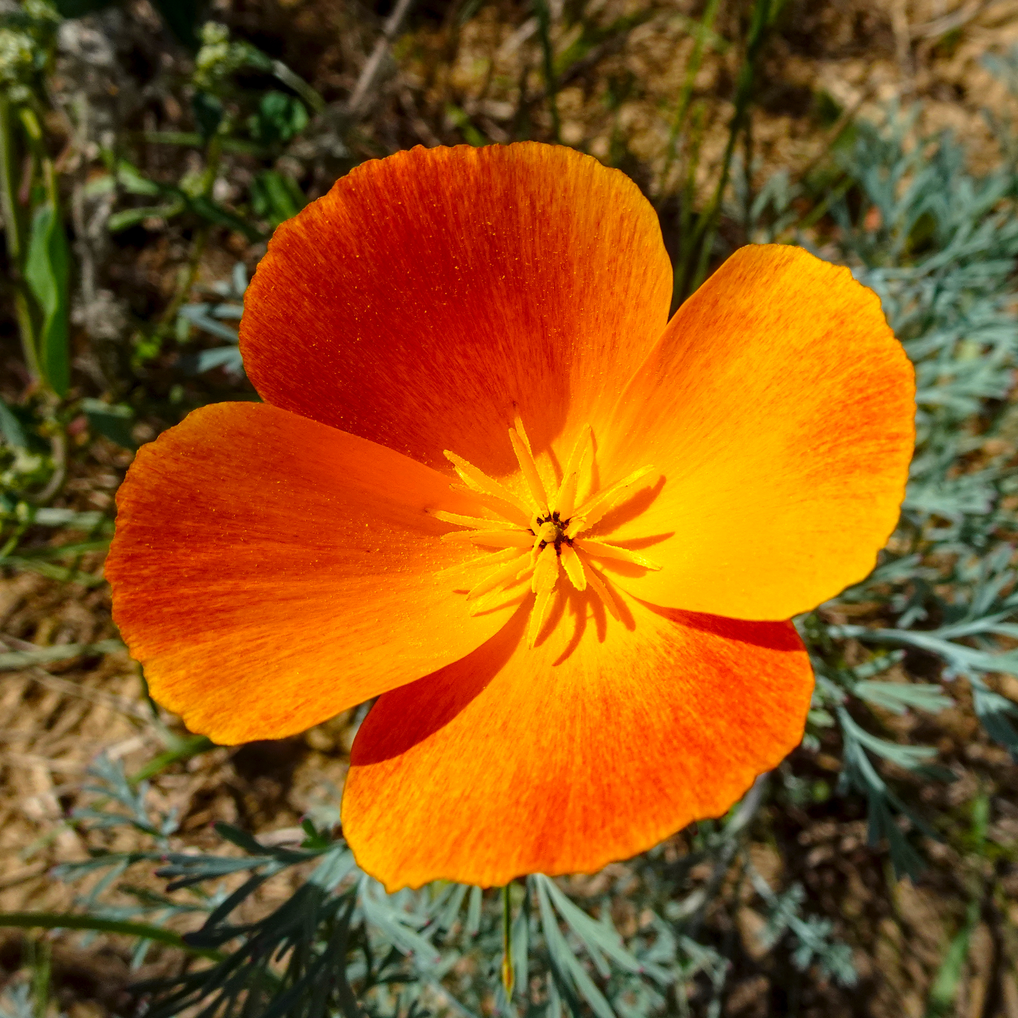 Kalifornischer Goldmohn am Feldrand. Knalliges Orange. Einfach nett, so Farbtupfer. Gibt es viel zu wenig.