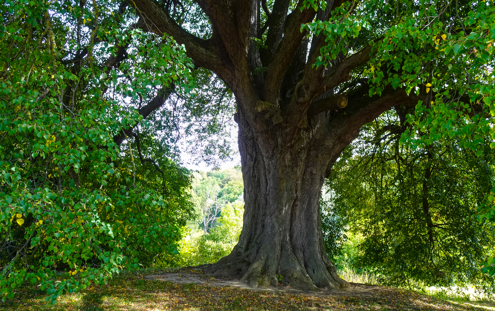 Der abgebildete Baum ist die historische St.-Anna-Linde in Heilbronn-Kirchhausen. Eine riesige, nein, mächtige Linde. Ein imposantes Naturdenkmal mit einem kräftigen, gefurchten Stamm und einem großen Brusthöhenumfang von über 7,5 Metern.