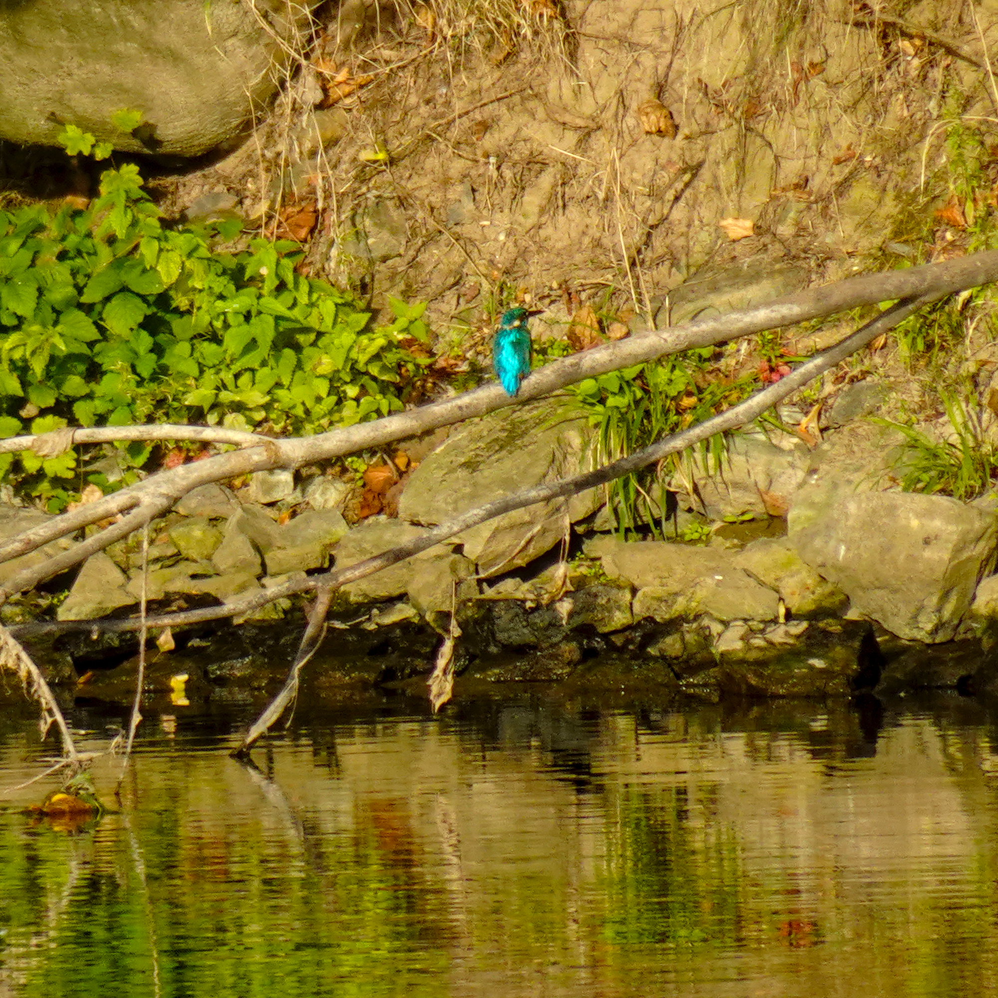 Das Bild zeigt einen Eisvogel (Alcedo atthis), der auf einem Ast über dem Wasser sitzt. Am Neckar bei Lauffen am Neckar. Einer von mindestens 5 bis 6 seiner Art.