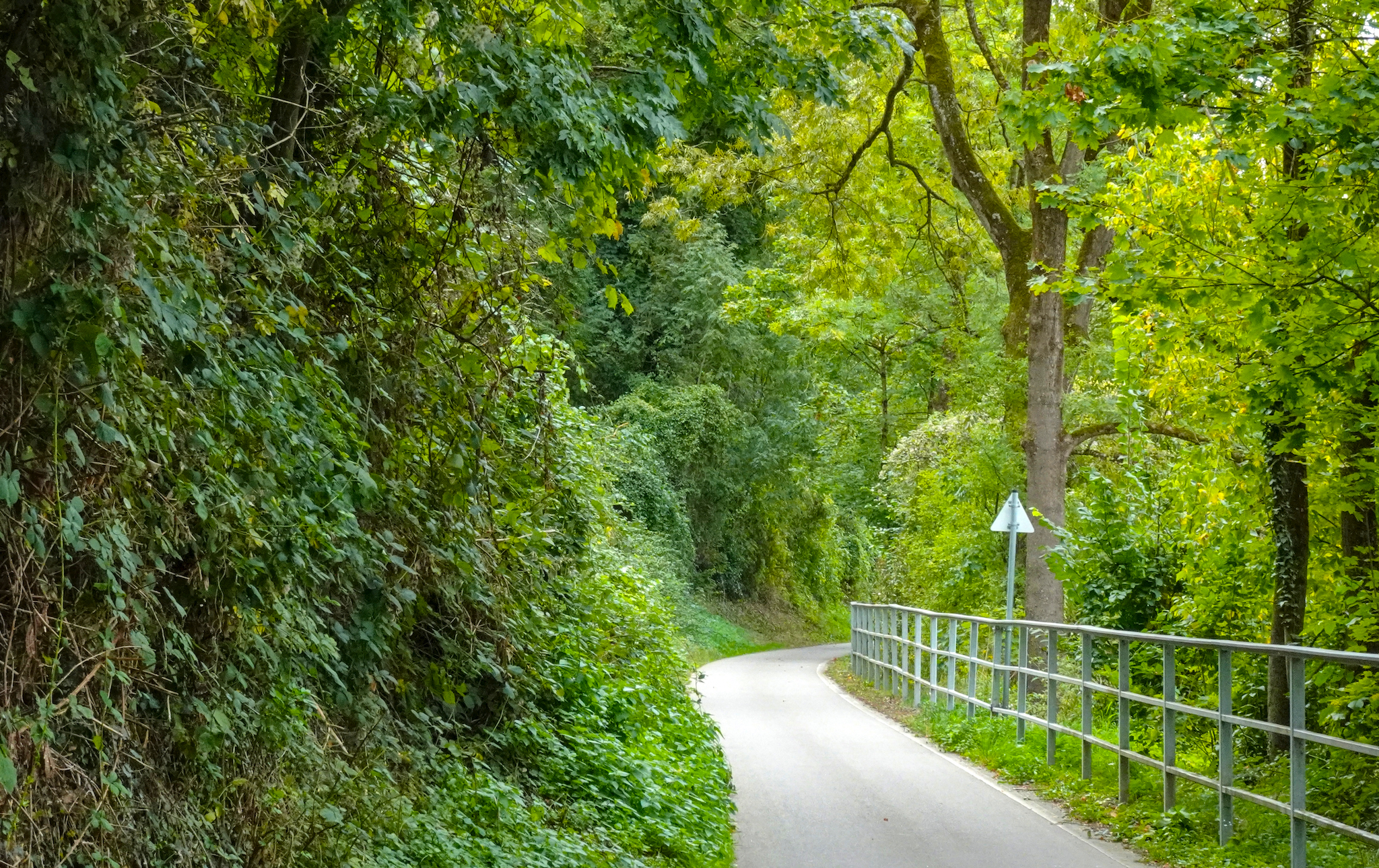 Der Radweg am Neckar zwischen Horkheim und Lauffen am Neckar. Das Bild zeigt einen schmalen, asphaltierten Weg, der an einer bewachsenen Böschung und einer Metallschutzplanke vorbei durch grüne Bäume führt. Rechts des Geländers ist der Neckar.