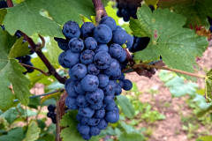 2014-09-18_um_18-11-59