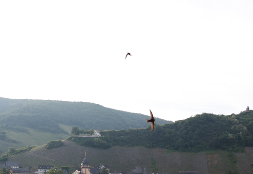 2010-06-06  08-06-24