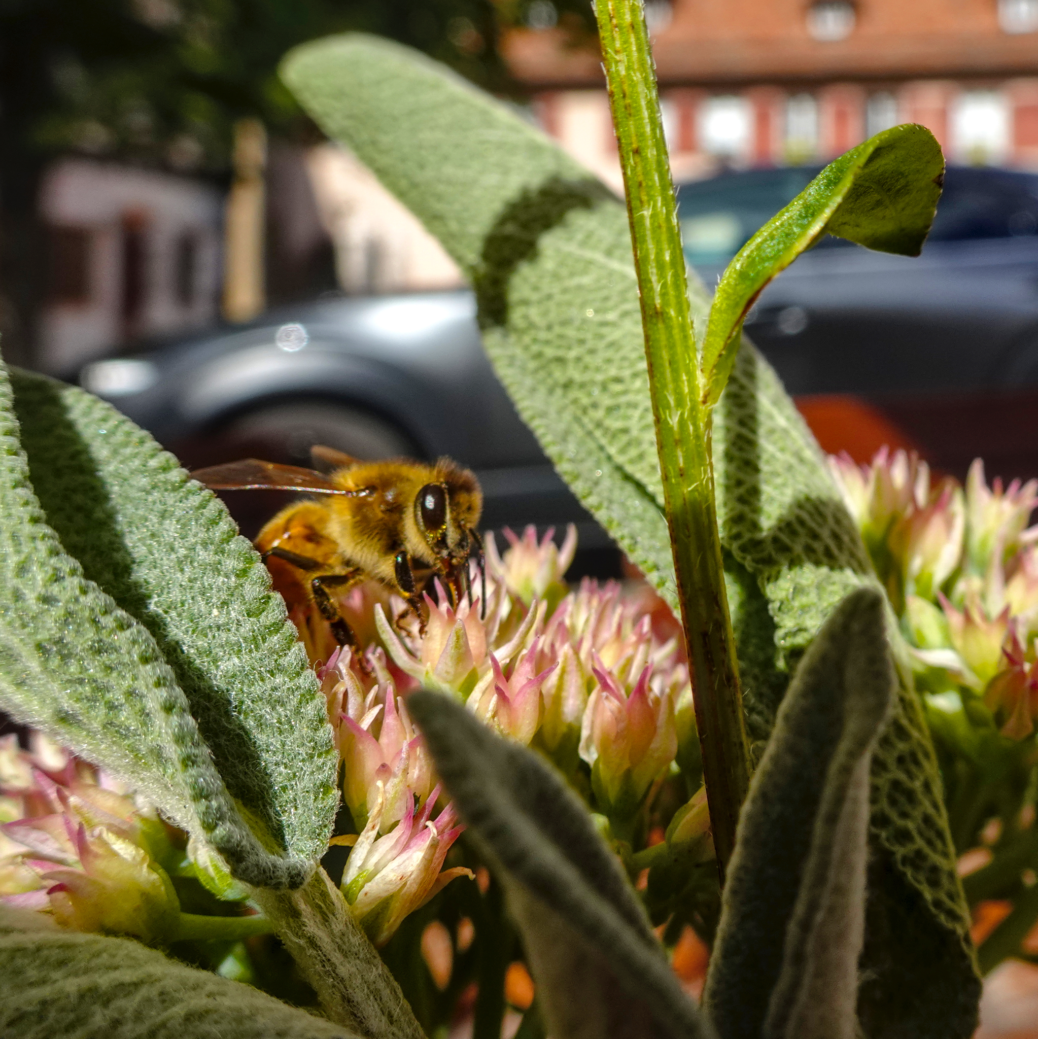 Radtour zum Kloster Maulbronn – Hier in Maulbronn – Das Bild zeigt eine Honigbiene (vermutlich die Westliche Honigbiene), die auf einer Blüte sitzt, umgeben von grünen Salbeiblättern. Bei einer Kaffee- und Kuchenpause am Wagnerhaus.