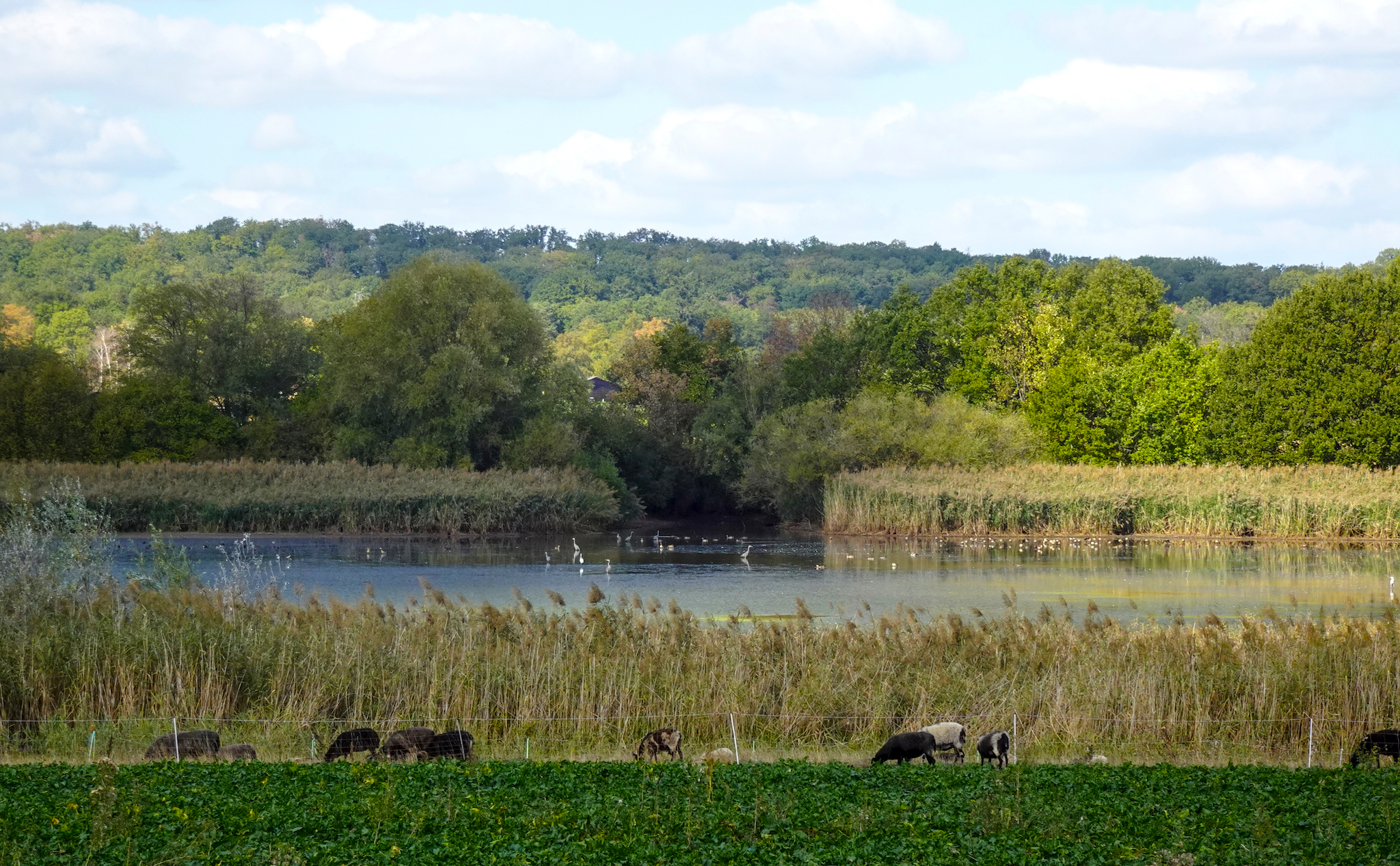 Radtour zum Kloster Maulbronn – Das Naturschutzgebiet (NSG) Roßweiher.