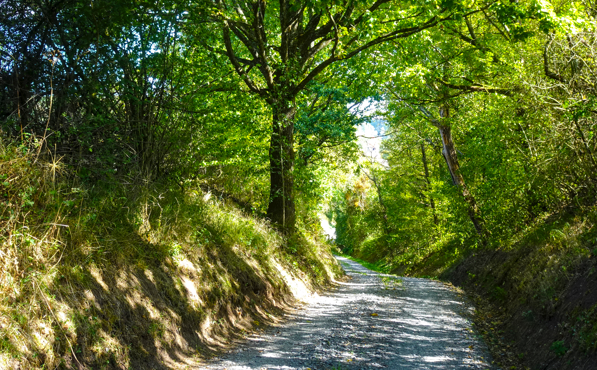 Radtour zum Kloster Maulbronn – Hier kurz vor Häfnerhaslach auf einem Bröselweg. Das Bild zeigt einen malerischen, von Bäumen gesäumten Schotterweg in einem lichten Wald, auf den das Sonnenlicht durch das Blätterdach fällt.